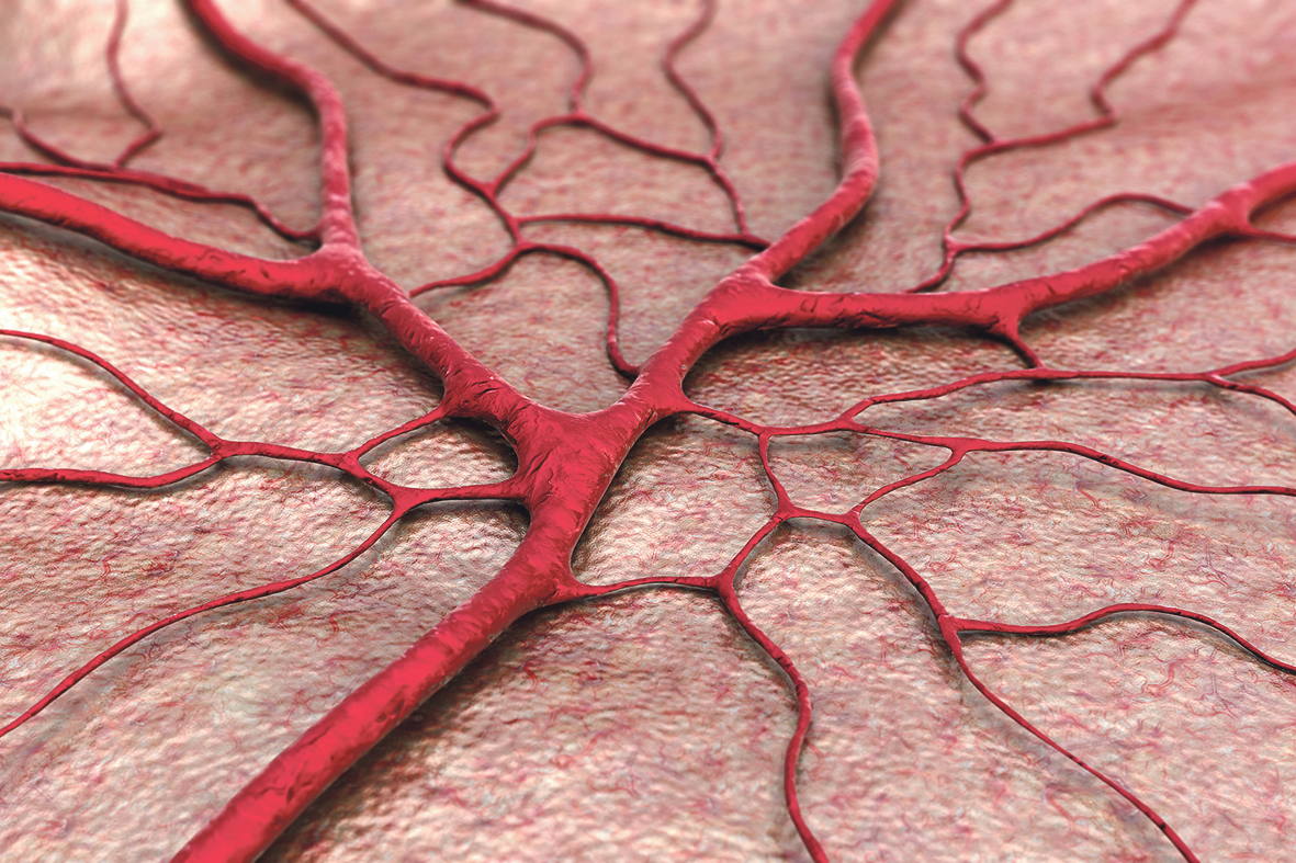 Detailansicht eines Blutgefäßes